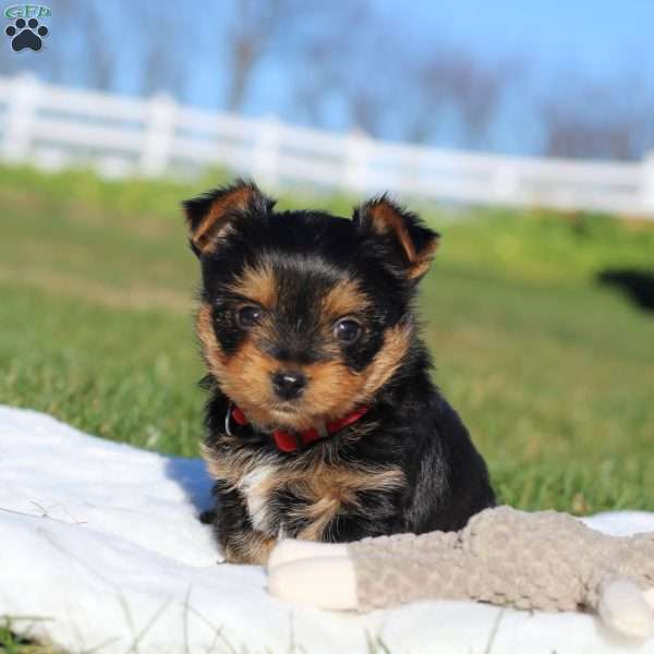 Marshall, Yorkie Puppy